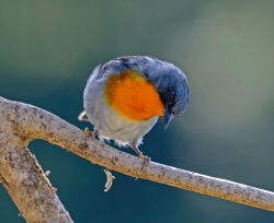 Flame throated Warbler