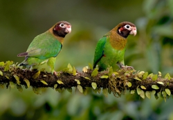 Brown hooded Parrot
