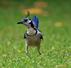 White throated Magpie Jay