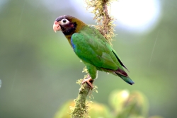 Brown-hooded-Parrot