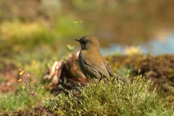 Black-billed-Nightingale-Thrush