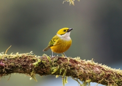 Silver-throated-Tanager
