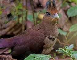 Rufous-vented Ground-Cuckoo