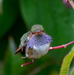 Volcano Hummingbird (Heliotrope-throated)