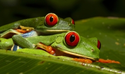 Red Eyed Leaft Frog