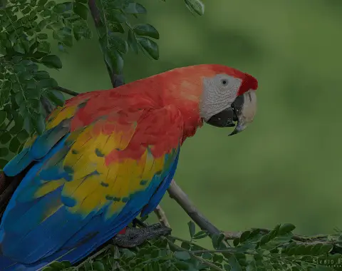 Tour: Macaws and Quetzals